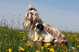 SHIH TZU 296
